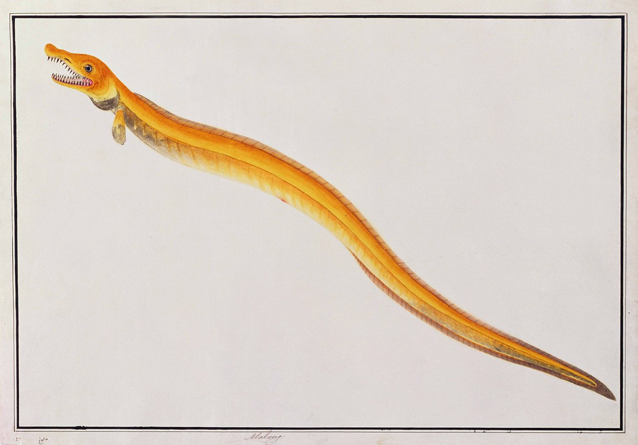 Malong, fra tegninger av dyr, insekter og reptiler fra Malacca, ca. 1805-18 (wc og gouache på papir) av Chinese School