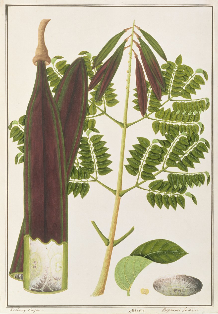 Midnight Horror, fra Drawings of Plants from Malacca, ca. 1805-18 (wc på papir) av Chinese School