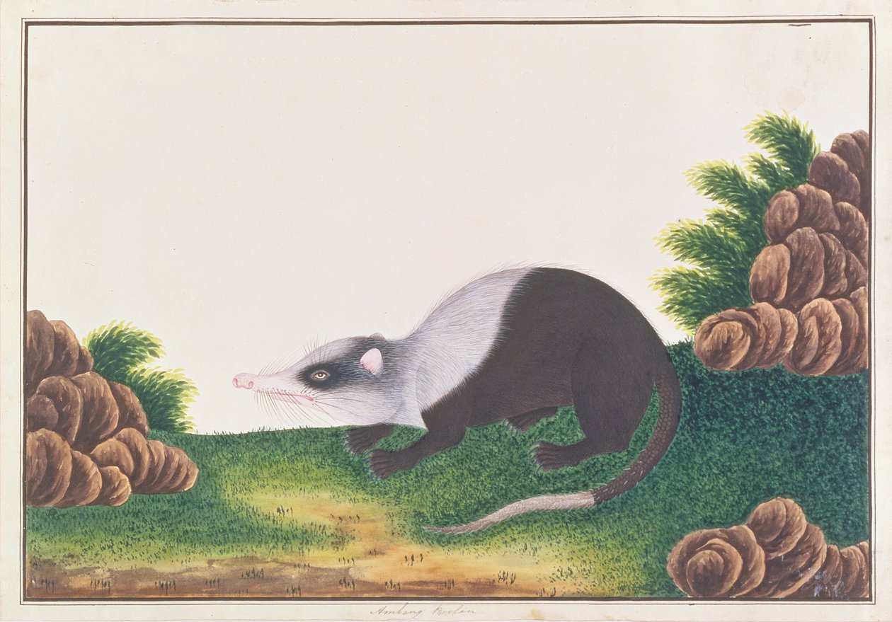 Moonrat, fra Drawings of Animals, Insects and Reptiles from Malacca, ca. 1805-18 (wc & gouache på papir) av Chinese School