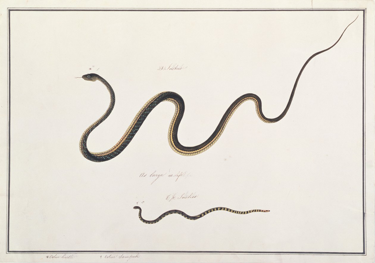 Malt bronserygg med båndet malaysisk korallslange, fra tegninger av dyr, insekter og reptiler fra Malacca, ca. 1805-18 (wc og gouache på papir) av Chinese School