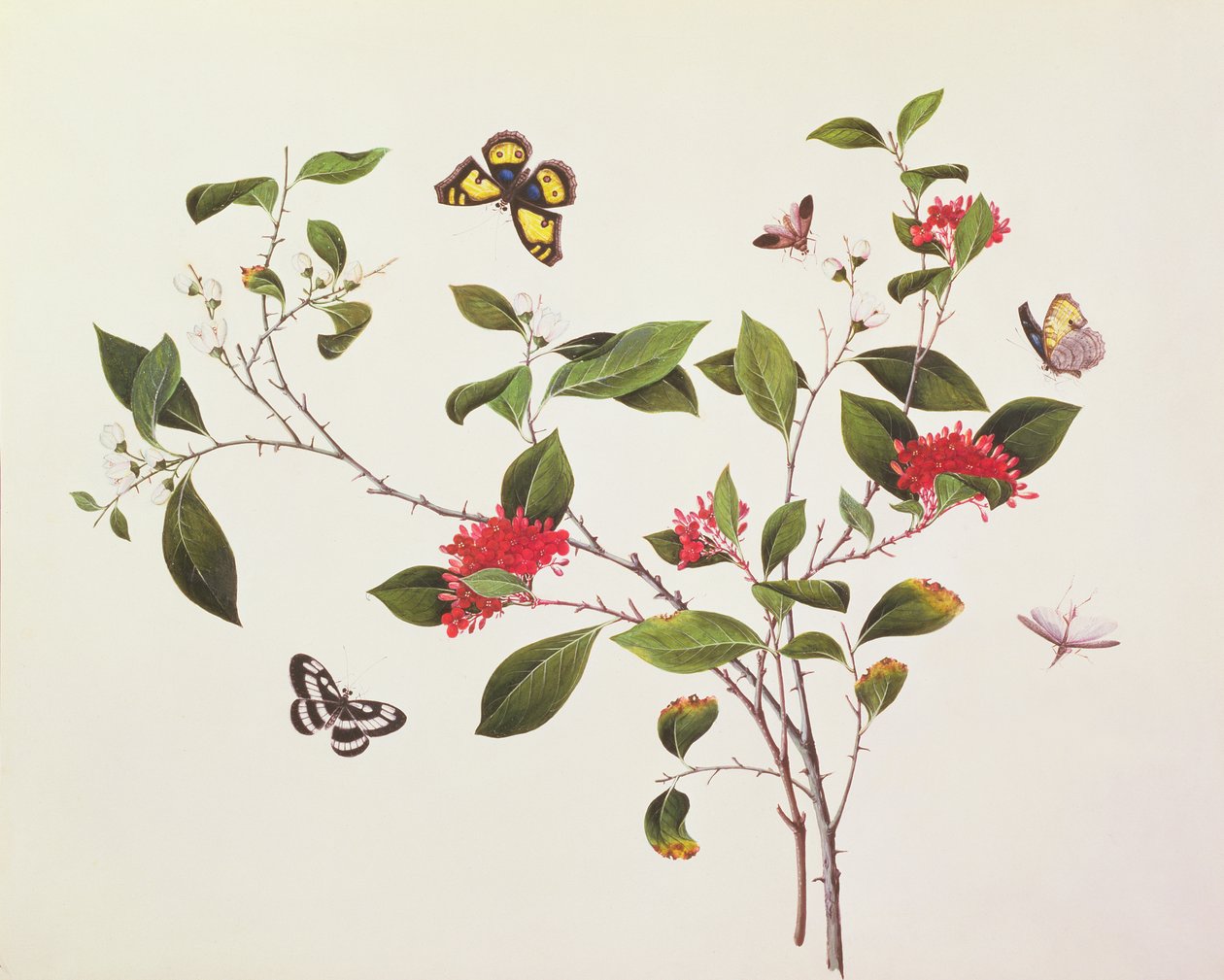 Plantestudie med sommerfugler og insekter, ca. 1800 av Chinese School