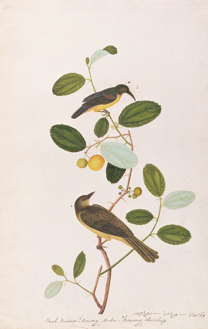 Rødstrupet solfugl og rødøyd bulbul, fra Tegninger av fugler fra Malacca, ca. 1805-18 (wc på papir) av Chinese School