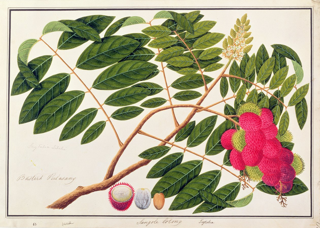 Sangole latong, fra Drawings of Plants from Malacca, ca. 1805-18 (wc på papir) av Chinese School