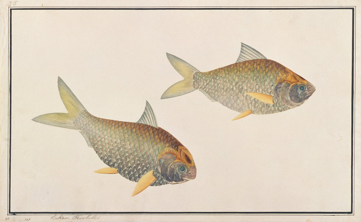 Shad, fra Drawings of Fishes from Malacca, ca. 1805-18 (wc på papir) av Chinese School