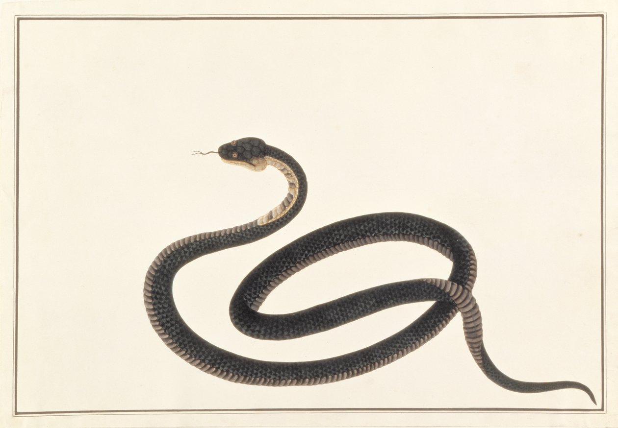Slange, fra tegninger av dyr, insekter og reptiler fra Malacca, ca. 1805-18 (gouache og wc på papir) av Chinese School