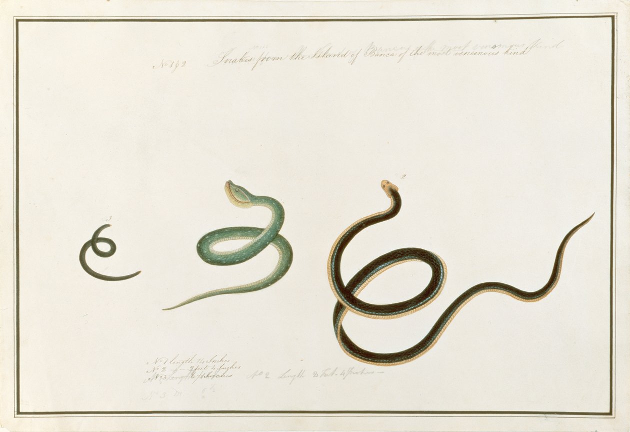 Slanger danner øya Banca av den giftigste typen, av tegninger av dyr, insekter og reptiler fra Malacca, ca. 1805-18 (wc og gouache på papir) av Chinese School