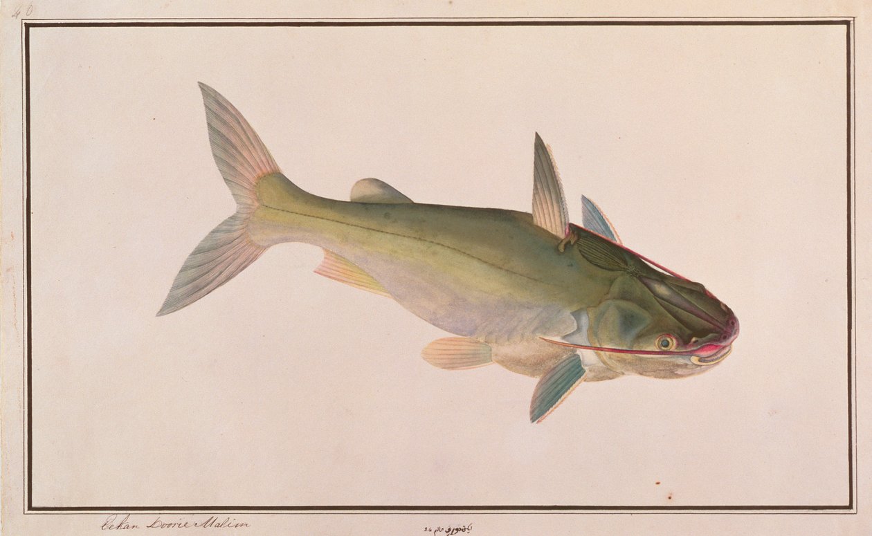 Soldier Catfish, fra Drawings of Fishes from Malacca, ca. 1805-18 (wc på papir) av Chinese School