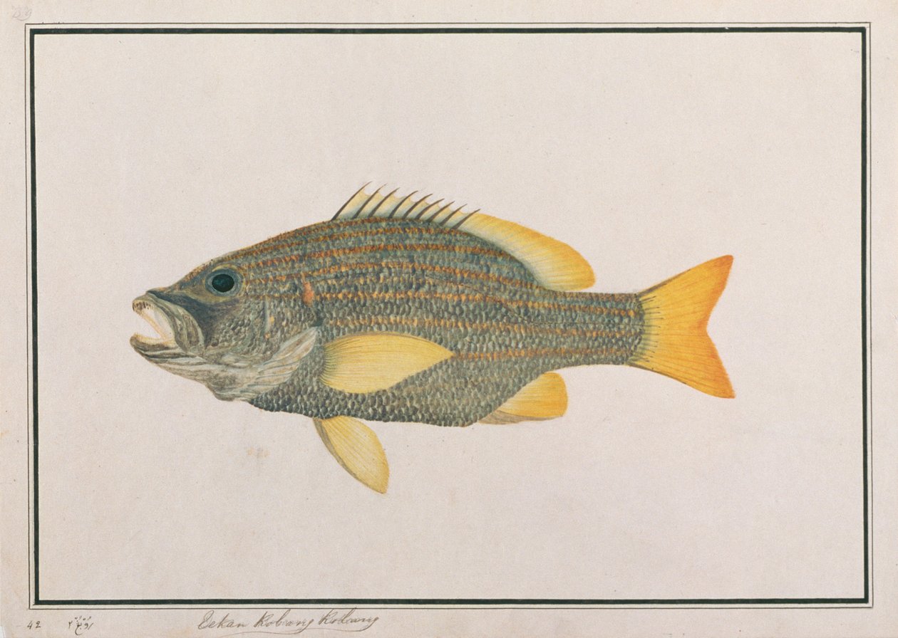 Spansk flaggsnapper, fra Drawings of Fishes from Malacca, ca. 1805-18 (wc på papir) av Chinese School