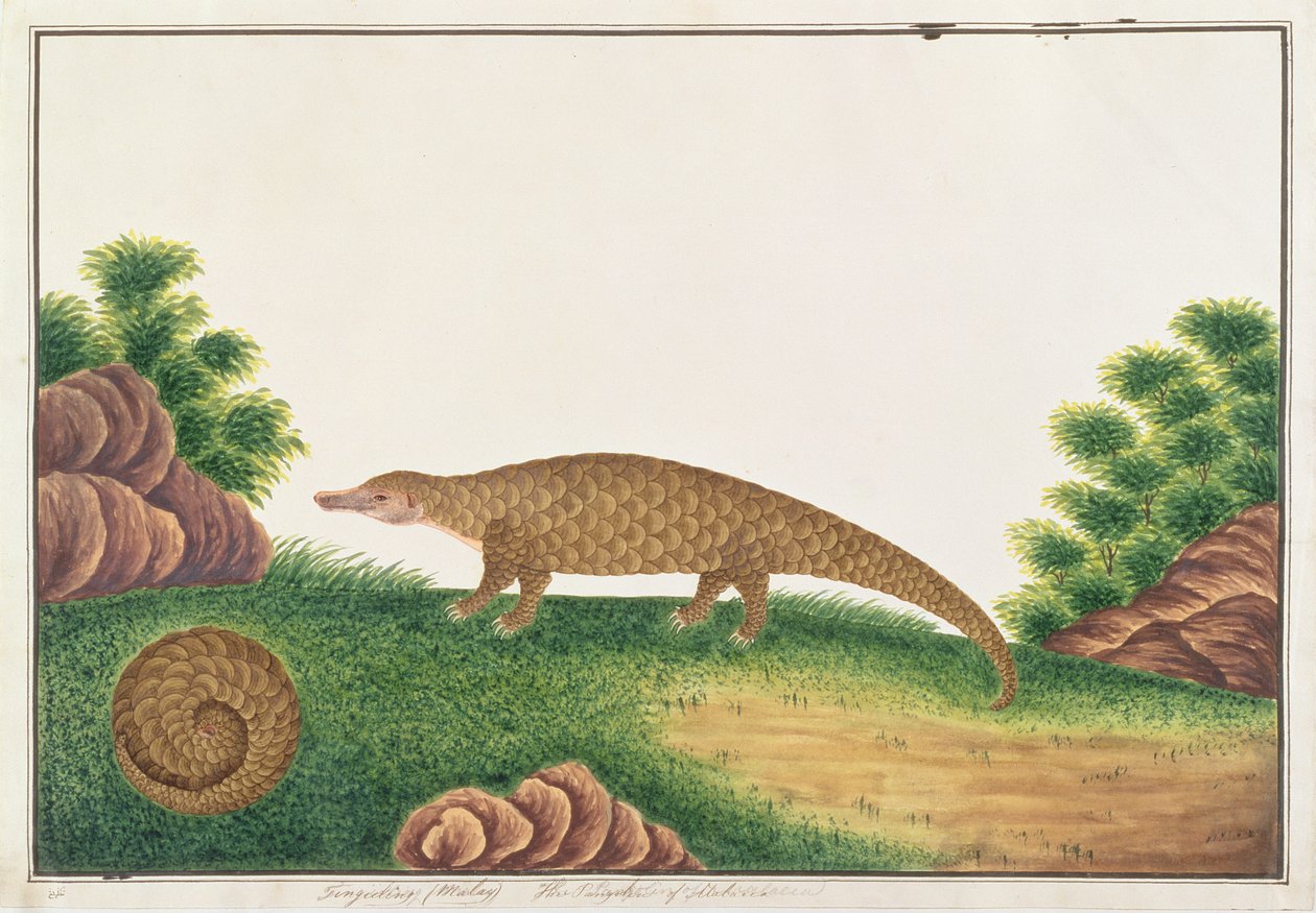 Sunda Pangolin, fra Drawings of Animals, Insects and Reptiles from Malacca, ca. 1805-18 (wc & gouache på papir) av Chinese School