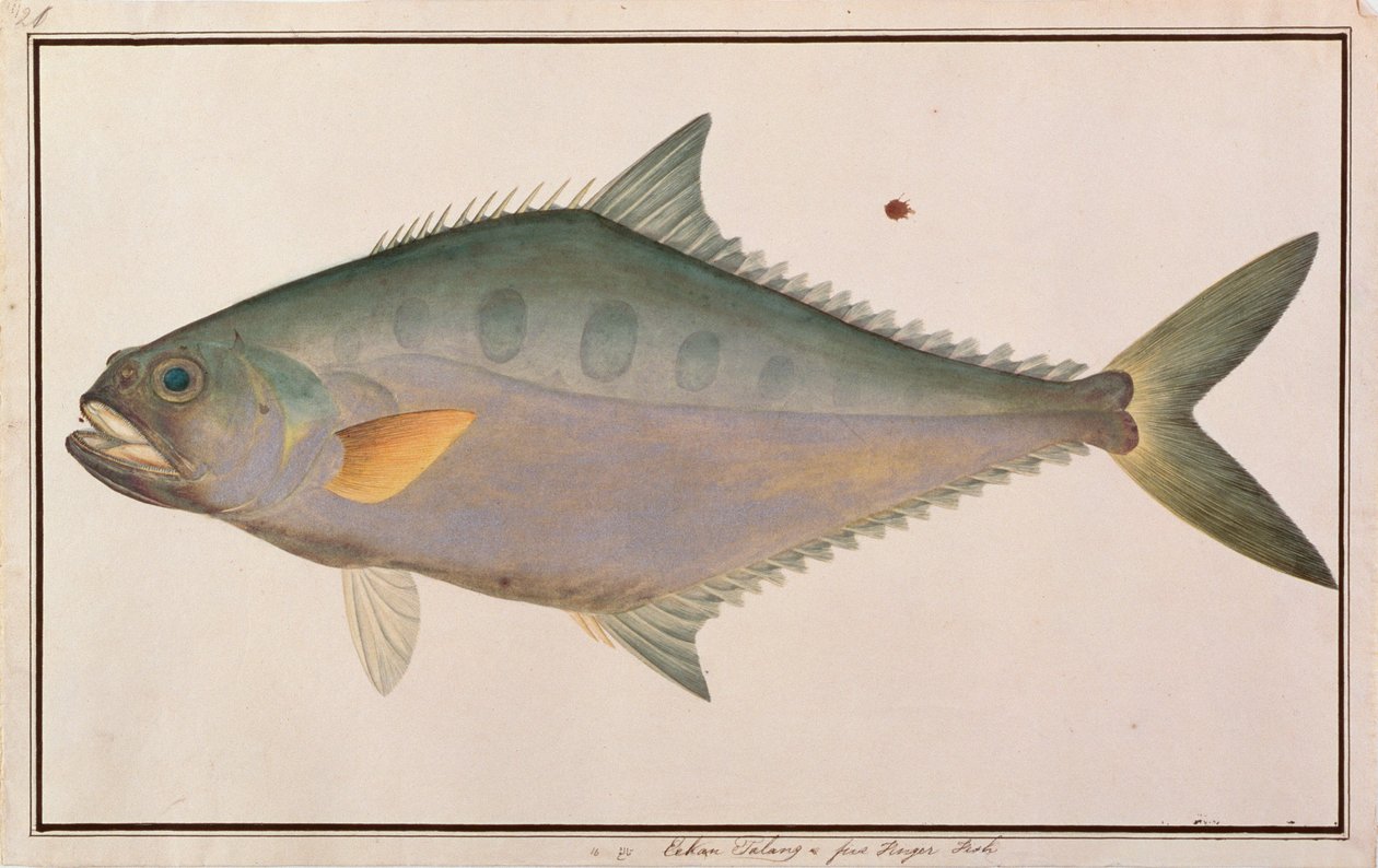 Talang Queenfish, fra Drawings of Fishes from Malacca, ca. 1805-18 (wc på papir) av Chinese School