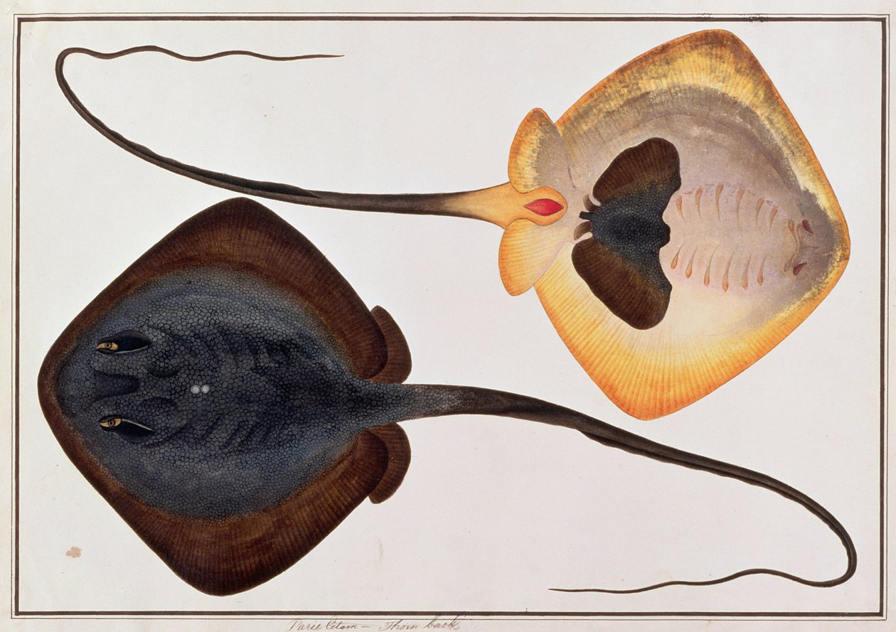Thorn Back Fish, Parie Eetam, fra Drawings of Fishes from Malacca, ca. 1805-18 (wc på papir) av Chinese School