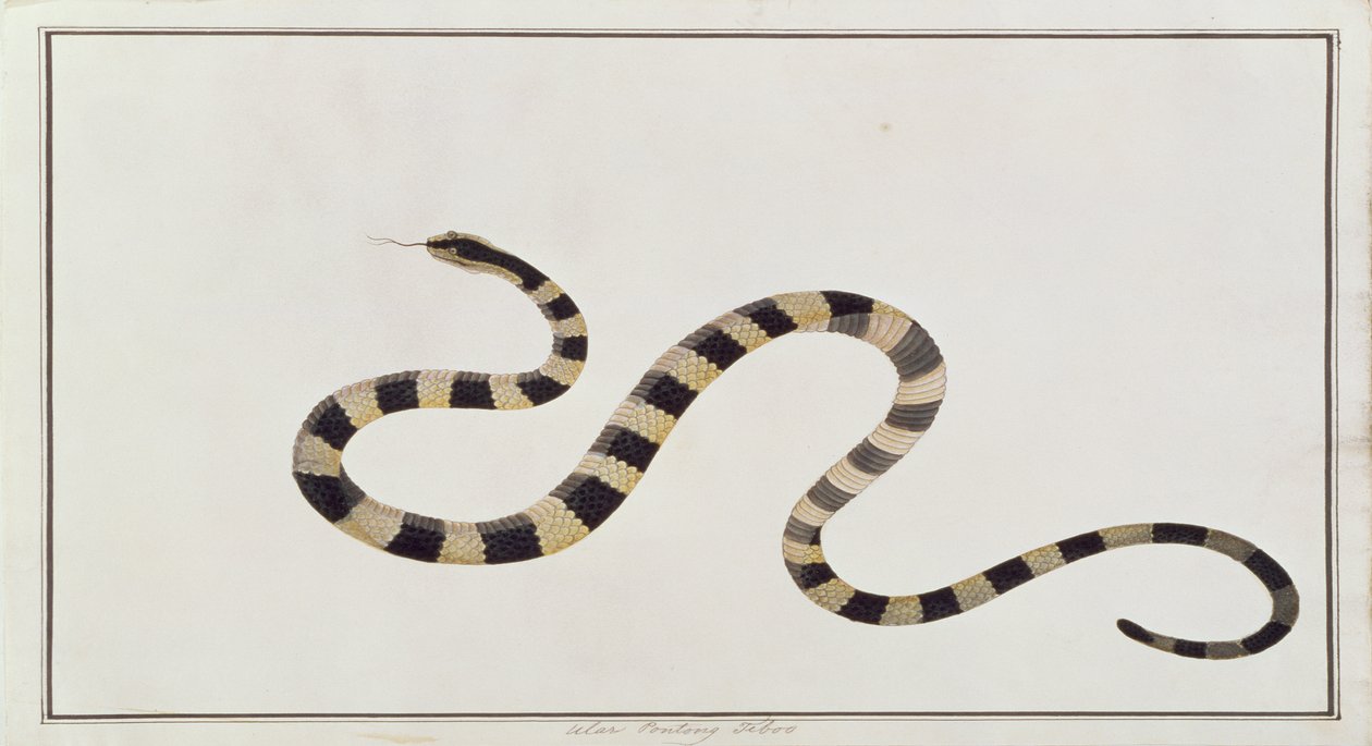 Ular Pontong Teboo, fra Tegninger av dyr, insekter og reptiler fra Malacca, ca. 1805-18 (wc og gouache på papir) av Chinese School