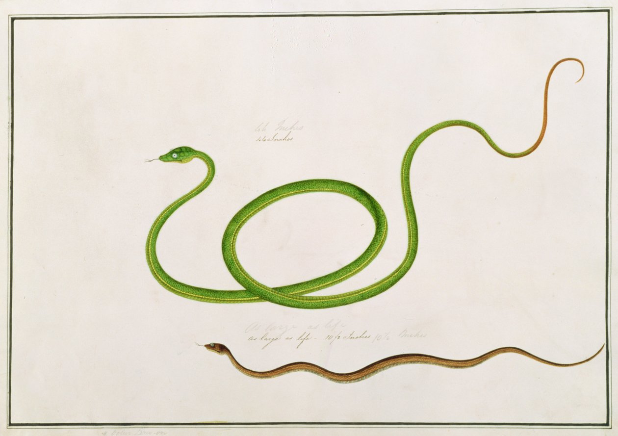 Volun Daw-on, fra Tegninger av dyr, insekter og reptiler fra Malacca, ca. 1805-18 (gouache og wc på papir) av Chinese School