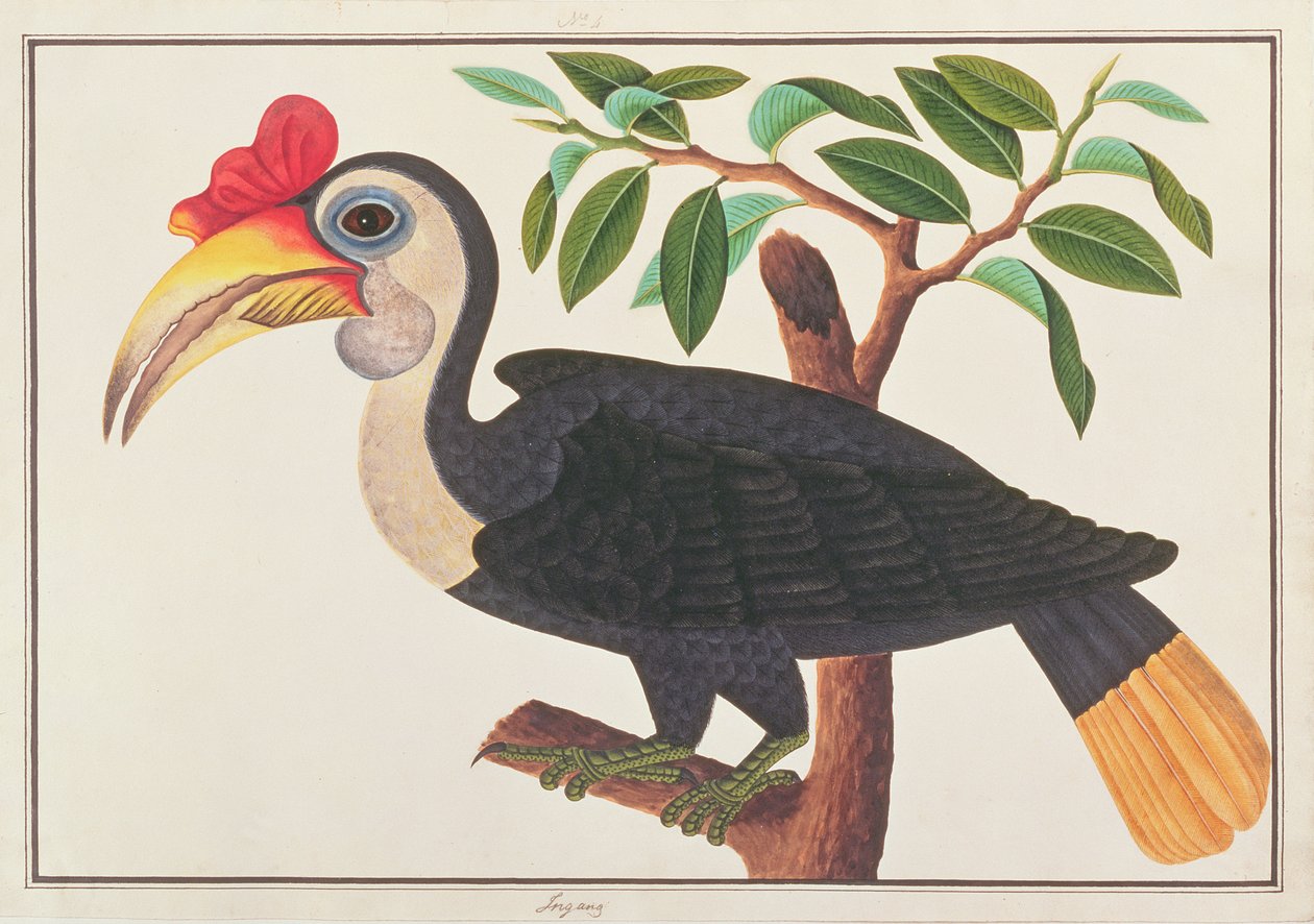 Rynket hornfugl, fra tegninger av fugler fra Malacca, ca. 1805-18 (wc på papir) av Chinese School