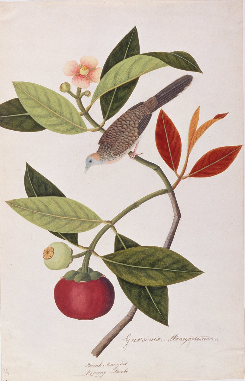 Zebra Dove, fra Tegninger av fugler fra Malacca, ca. 1805-18 (wc på papir) av Chinese School