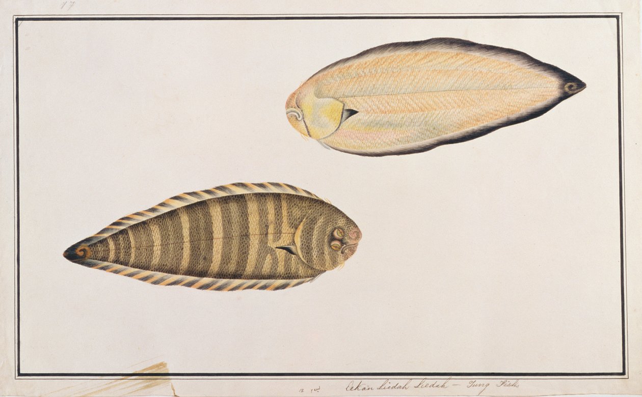 Zebra Sole, fra Drawings of Fishes from Malacca, ca. 1805-18 (wc på papir) av Chinese School