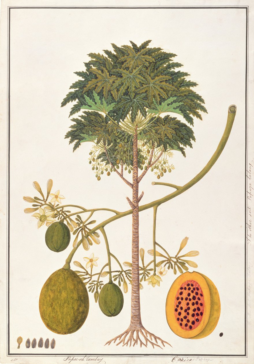 dapai-ah Tambay eller Carica, fra Drawings of Plants from Malacca, ca. 1805-18 (wc på papir) av Chinese School
