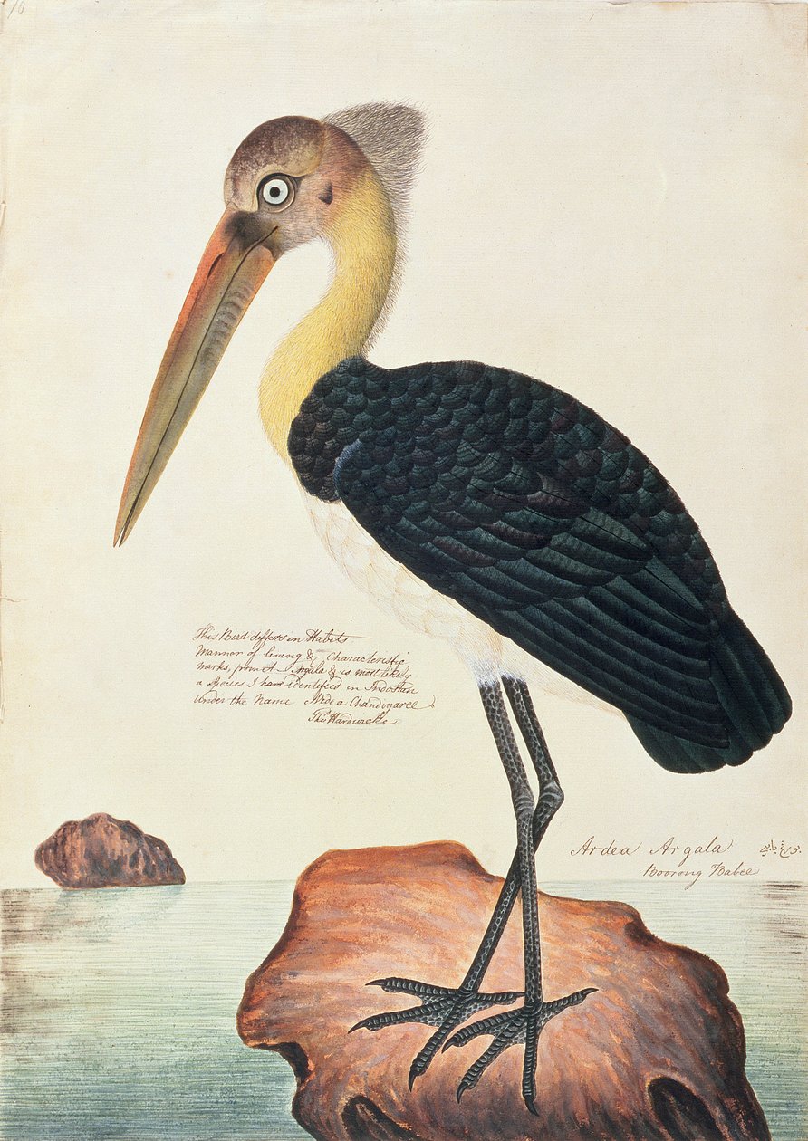 Ardea Argala, fra Drawings of Birds from Malacca, ca. 1805-18 (wc på papir) av Chinese School