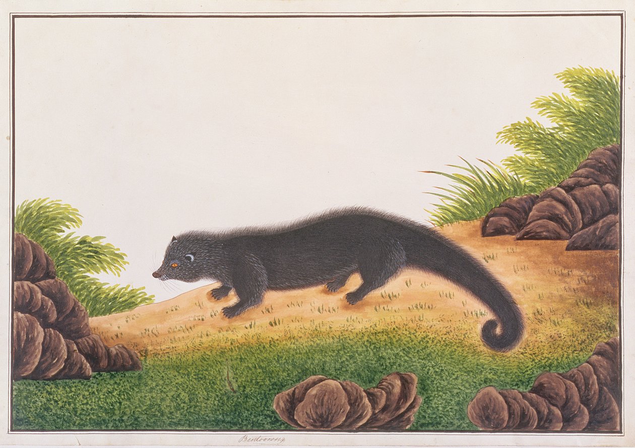 Binturong, fra tegninger av dyr, insekter og reptiler fra Malacca, ca. 1805-18 (wc og gouache på papir) av Chinese School
