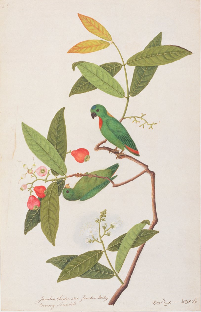 Blåkronet hengende papegøye, fra tegninger av fugler fra Malacca, ca. 1805-18 (wc på papir) av Chinese School