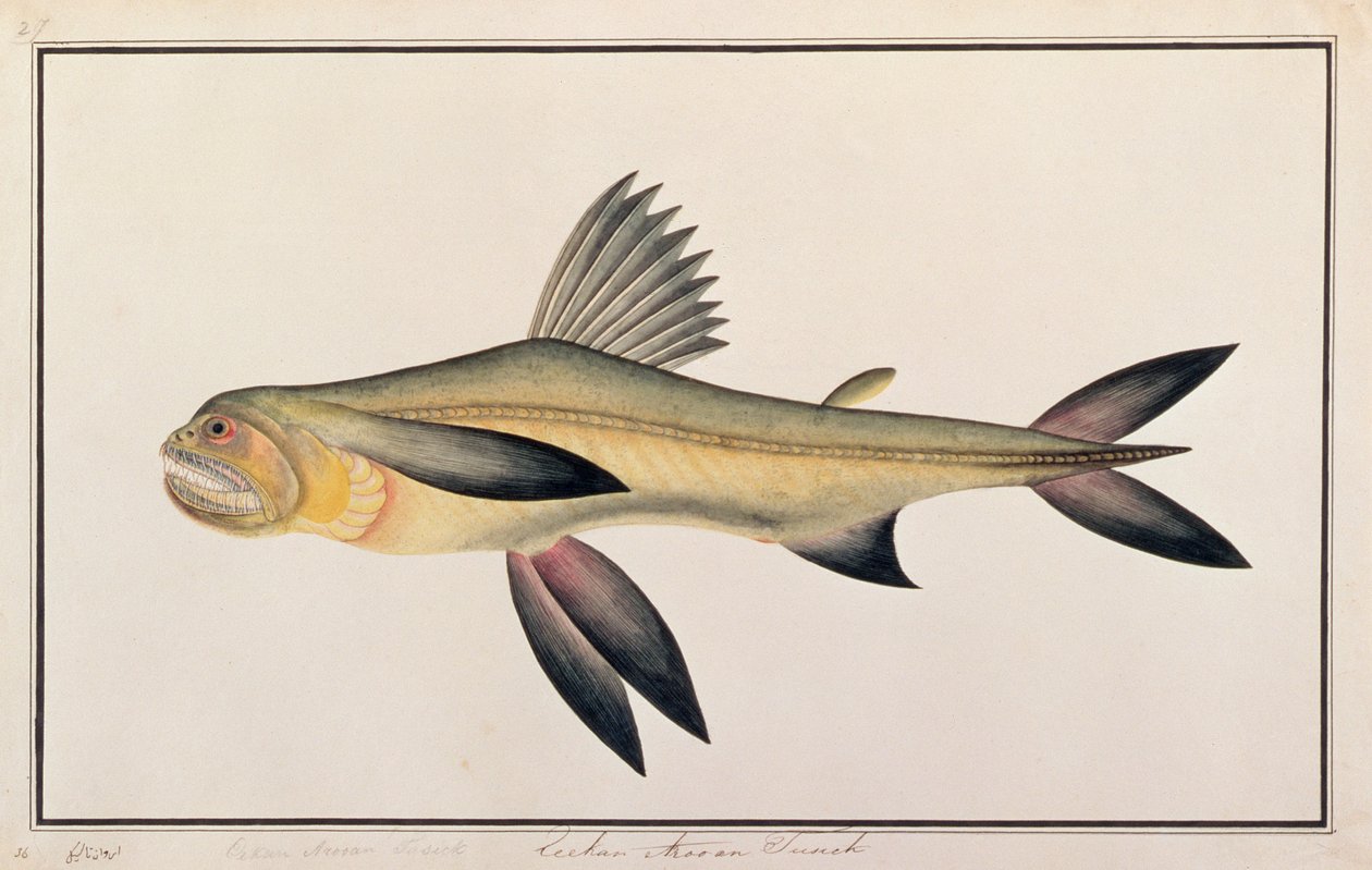 Bombay Duck, fra Drawings of Fishes from Malacca, ca. 1805-18 (wc på papir) av Chinese School