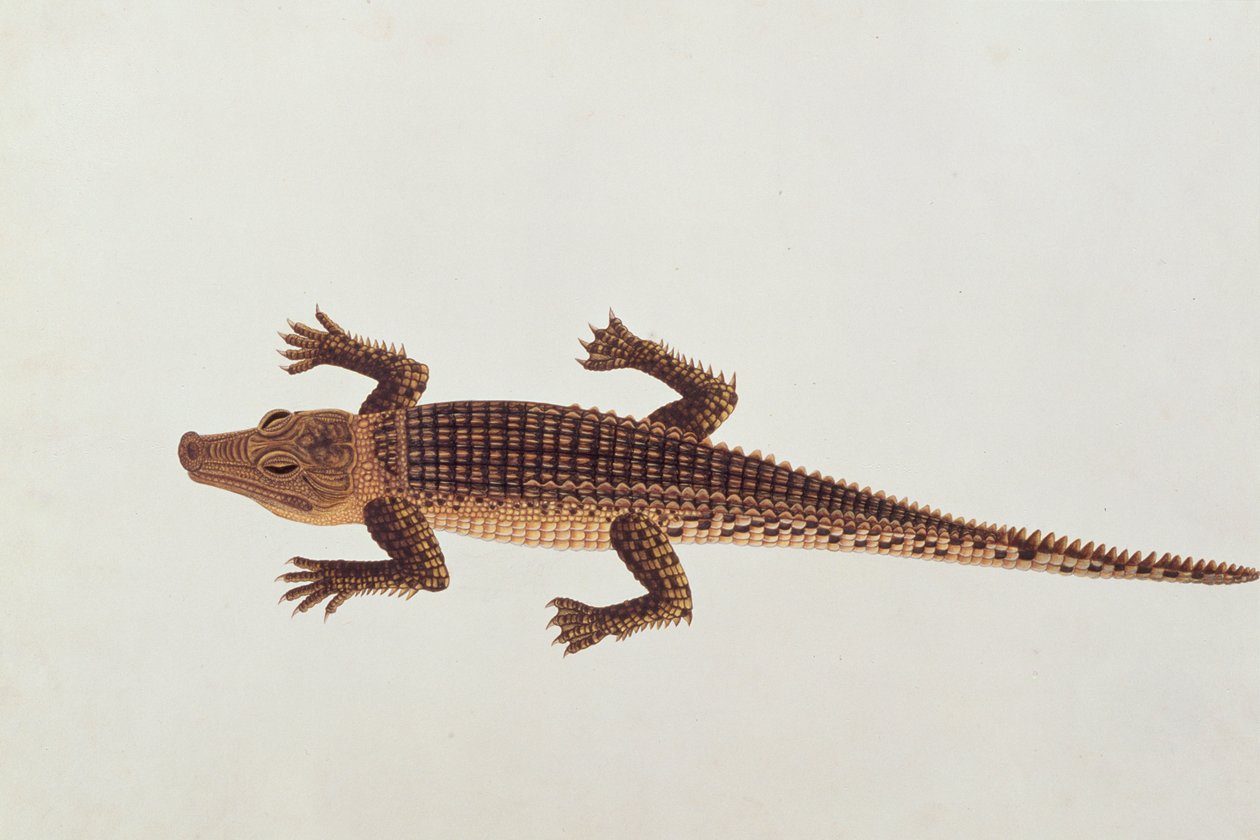 Boo-ay-ah Alligator, fra Tegninger av dyr, insekter og reptiler fra Malacca, ca. 1805-18 (wc og gouache på papir) av Chinese School