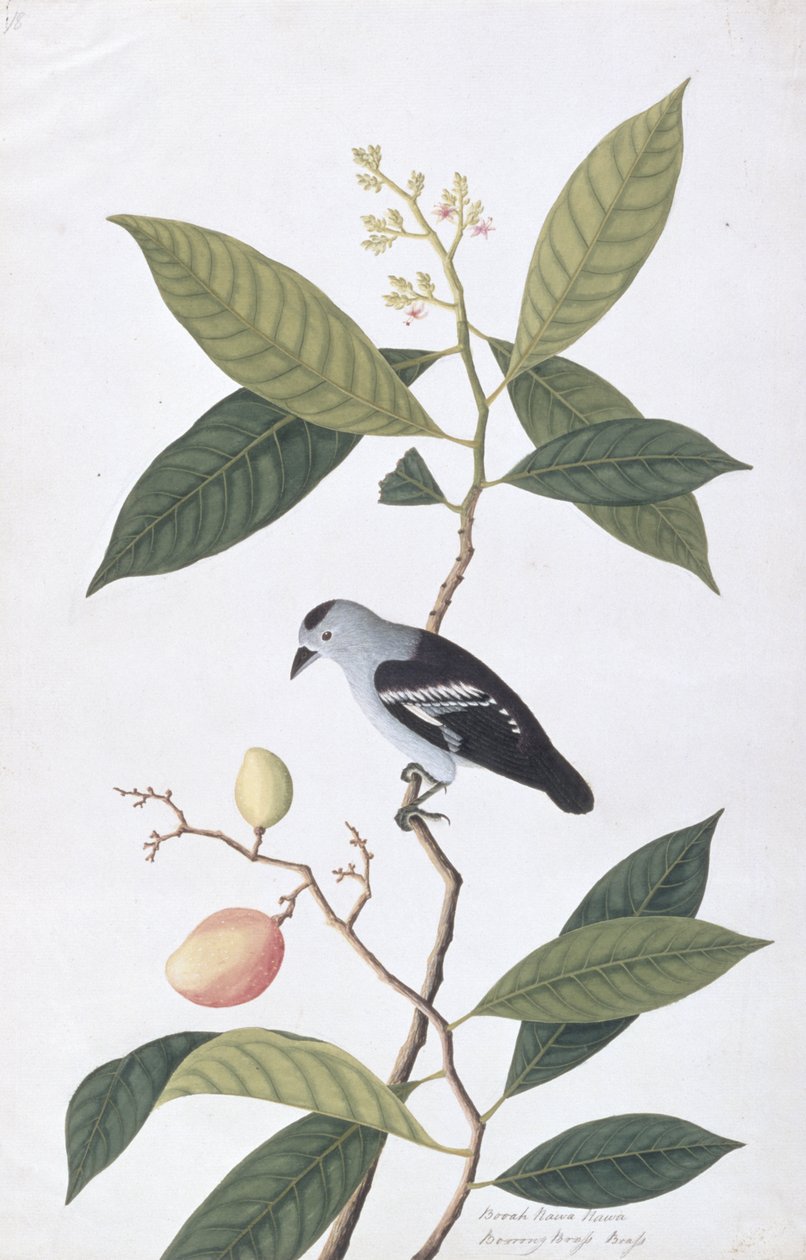 Booah Nawa Hawa, fra Drawings of Birds from Malacca, ca. 1805-18 (wc på papir) av Chinese School