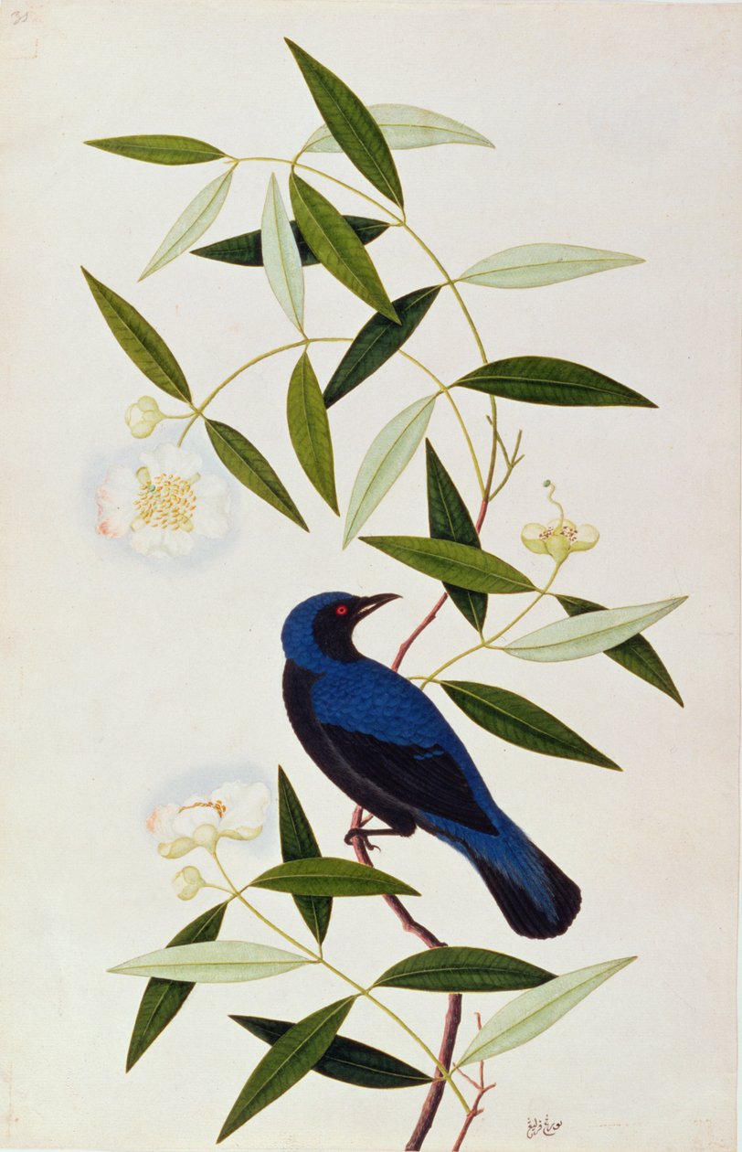 Boorah Farleeh, fra Drawings of Birds from Malacca, ca. 1805-18 (wc på papir) av Chinese School