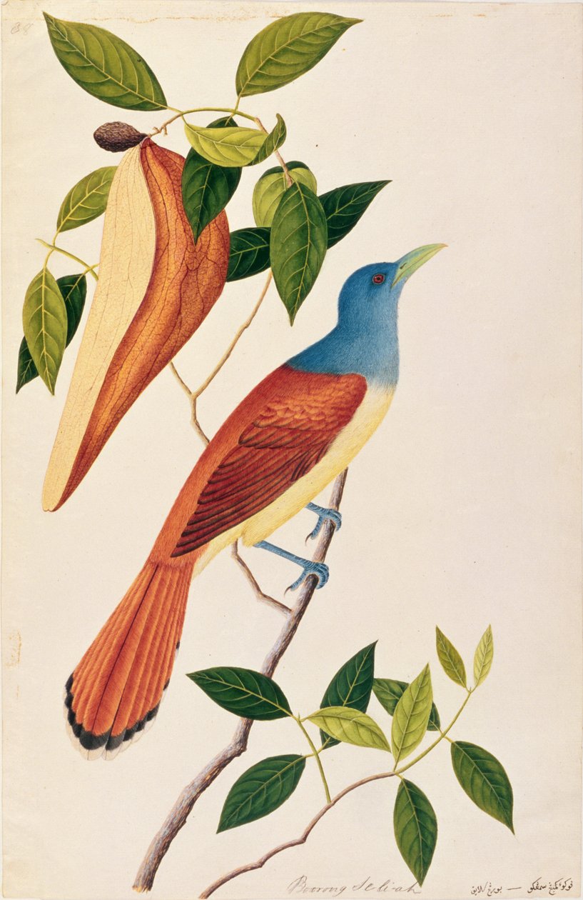 Boorong Seli-ah, fra Drawings of Birds from Malacca, ca. 1805-18 (wc på papir) av Chinese School