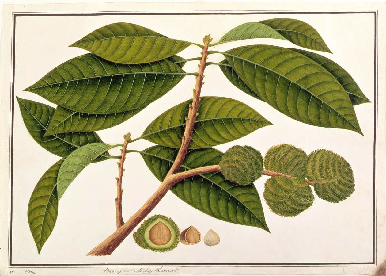 Brangam eller Malay Chestnut, fra tegninger av planter fra Malacca, ca. 1805-18 (wc på papir) av Chinese School