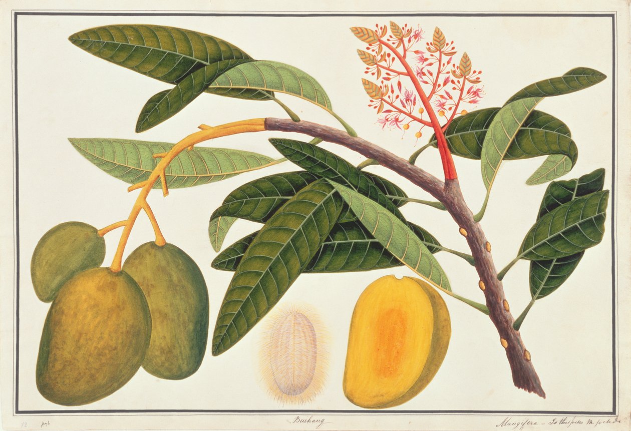 Buihang Mangifera, fra Drawings of Plants from Malacca, ca. 1805-18 (wc på papir) av Chinese School