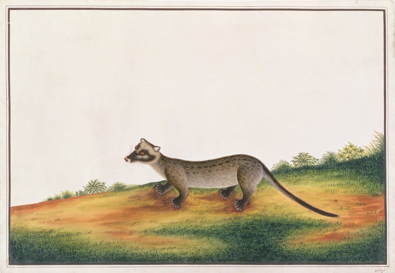 Common Palm Civet, fra tegninger av dyr, insekter og reptiler fra Malacca, ca. 1805-18 (gouache og wc på papir) av Chinese School