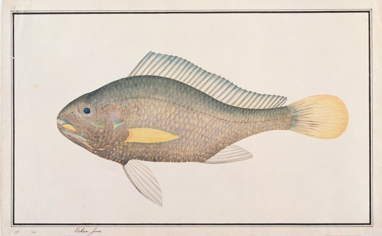 Croaker, fra Drawings of Fishes from Malacca, ca. 1805-18 (wc på papir) av Chinese School