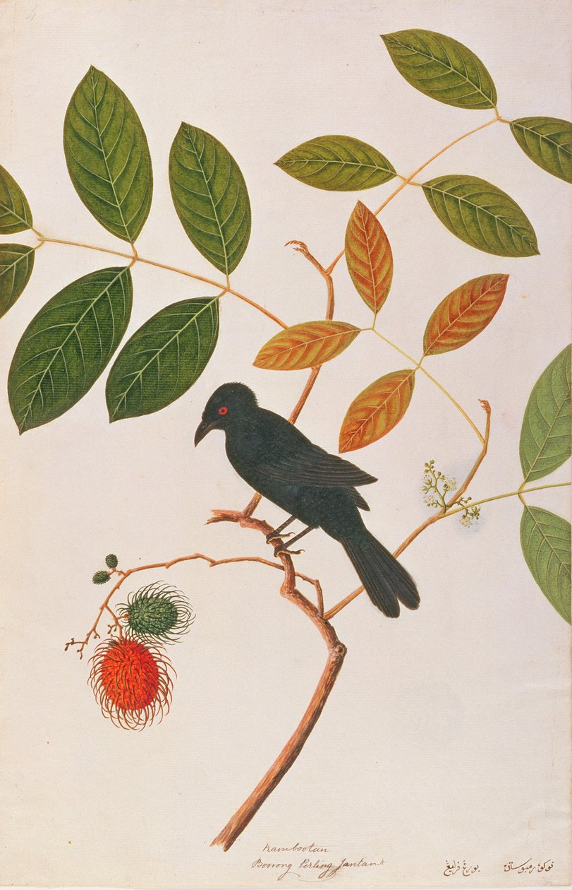 Kråkenebb Drongo, fra Drawing of Birds from Malacca, ca. 1805-18 (wc på papir) av Chinese School