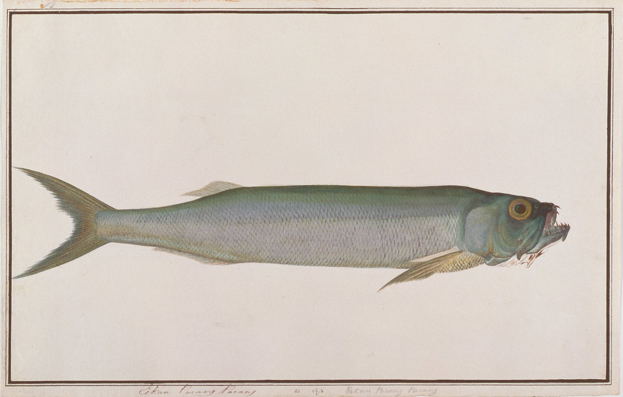 Dorab Wolf-sild, fra Drawings of Fishes from Malacca, ca. 1805-18 (wc på papir) av Chinese School