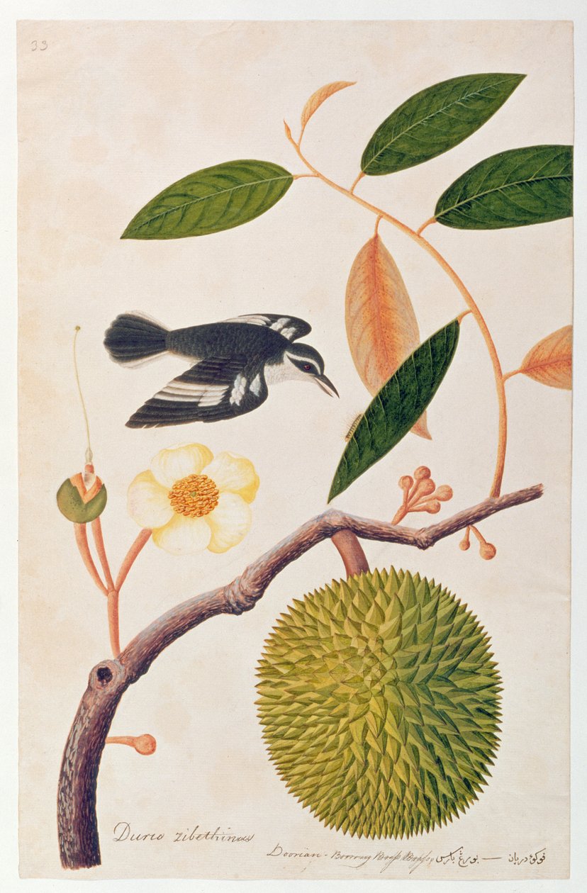 Durie zibethinus, Dorrian eller Boorong Brass Brass, fra Drawings of Birds from Malacca, ca. 1805-18 (wc på papir) av Chinese School