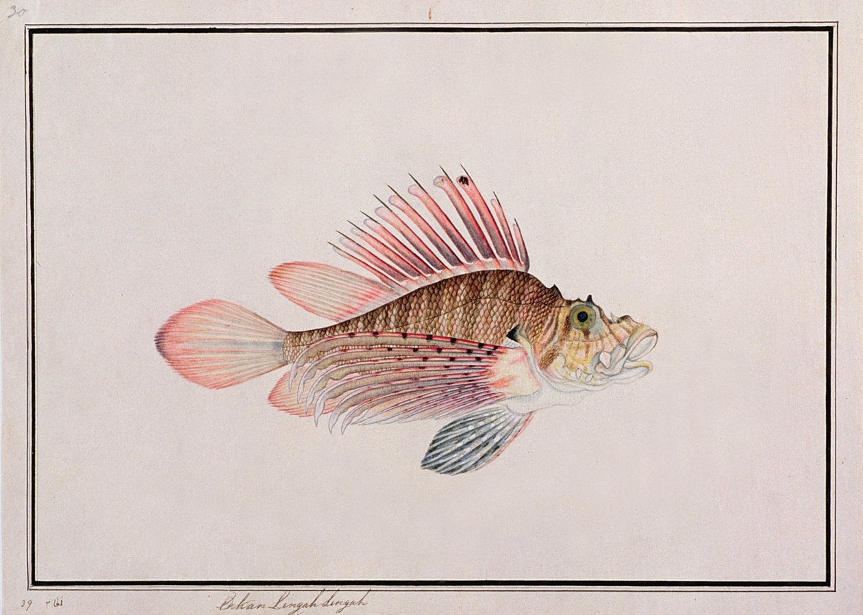 Eekan Linqah Singah, fra Drawings of Fishes from Malacca, ca. 1805-18 (wc på papir) av Chinese School