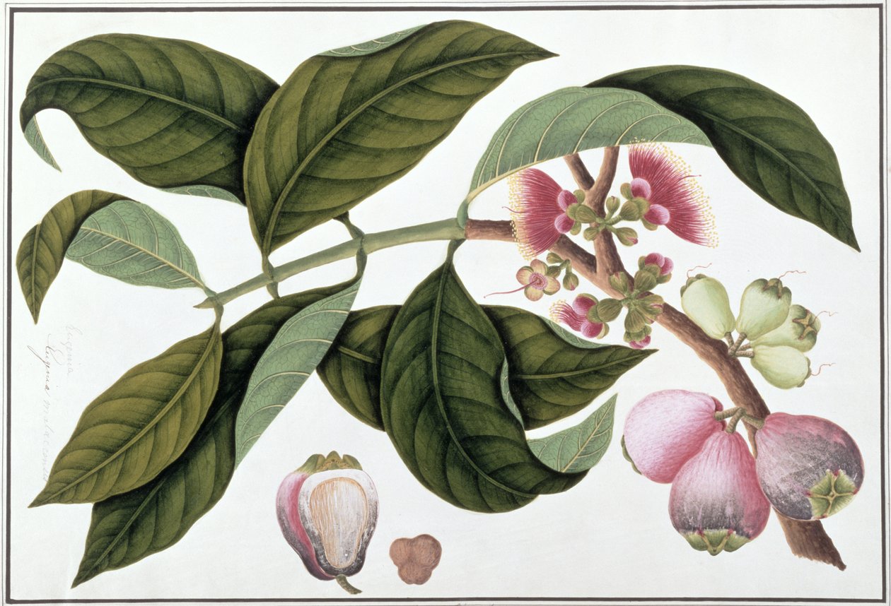 Eugenia eller Jamboo Teloie poote, fra Drawings of Plants from Malacca, ca. 1805-18 (wc på papir) av Chinese School