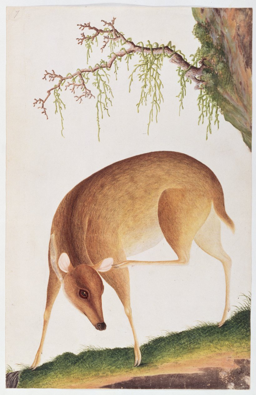 Fawn, fra tegninger av dyr, insekter og reptiler fra Malacca, ca. 1805-18 (wc og gouache på papir) av Chinese School