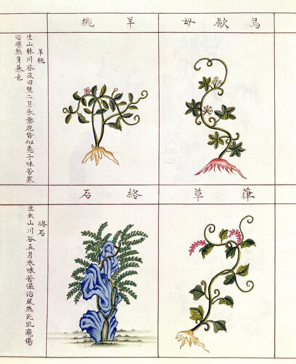 Fire planter fra en Pen Tsao, en samling medisinplanter, 1700-1800-tallet av Chinese School