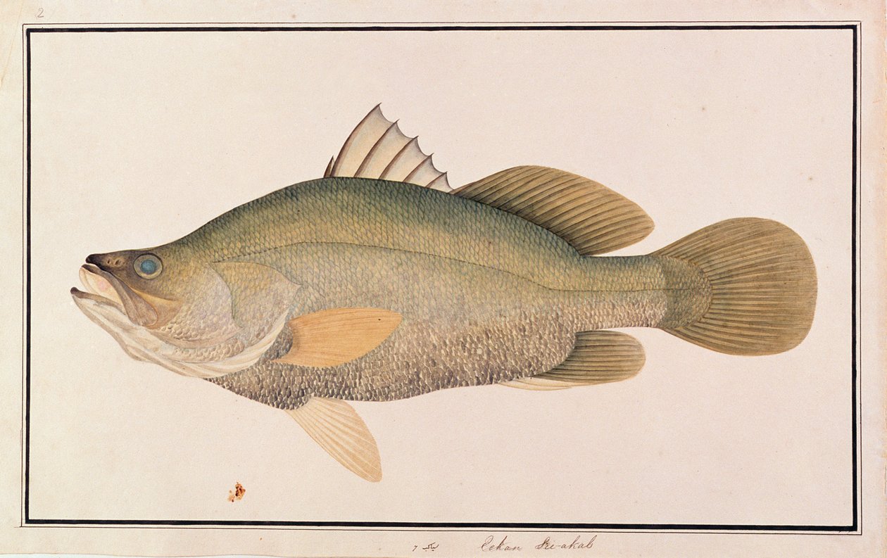 Kjempeabbor, fra tegninger av fisk fra Malacca, ca. 1805-18 (wc på papir) av Chinese School