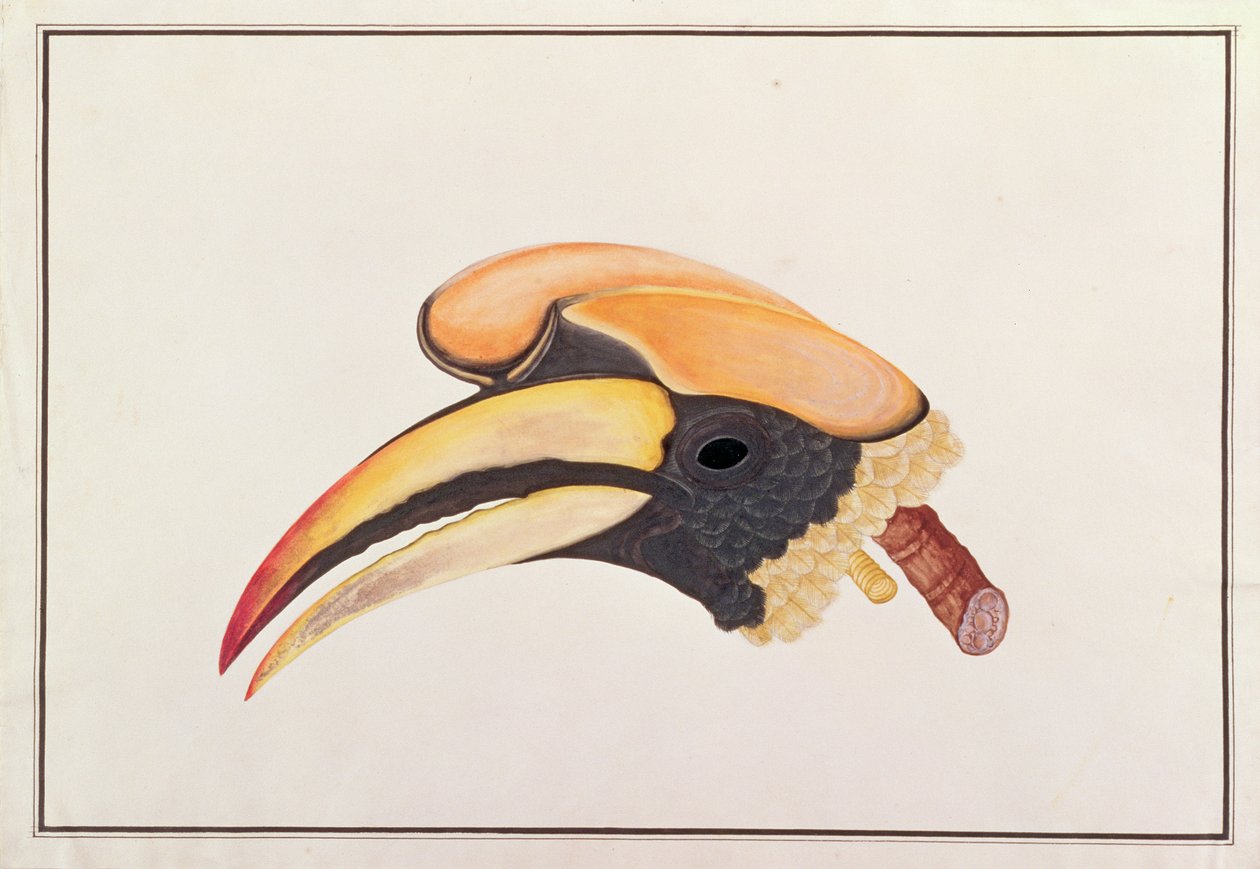 Stor hornfugl, fra Tegninger av fugler fra Malacca, ca. 1805-18 (wc på papir) av Chinese School
