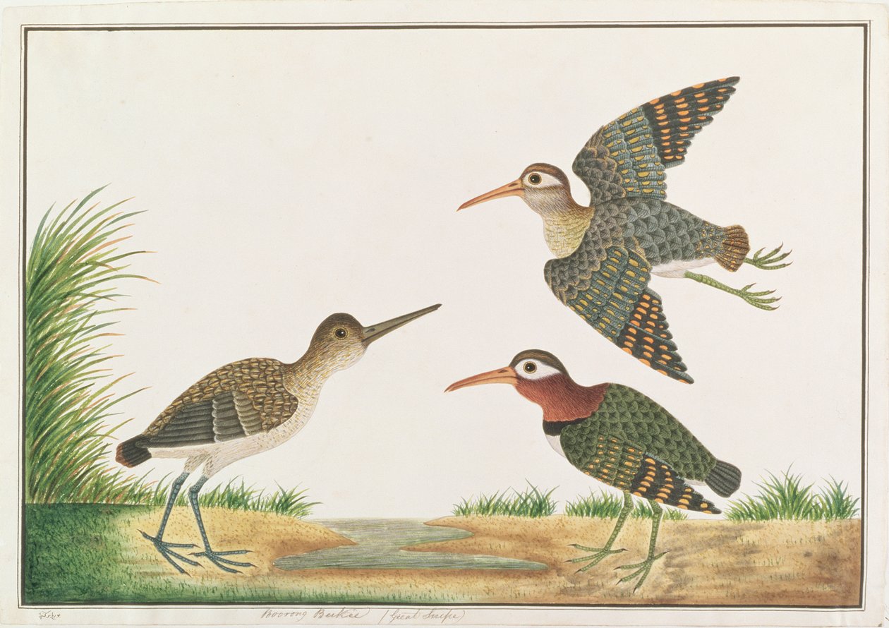Greater Painted-snipe, fra Tegninger av fugler fra Malacca, ca. 1805-18 (wc på papir) av Chinese School