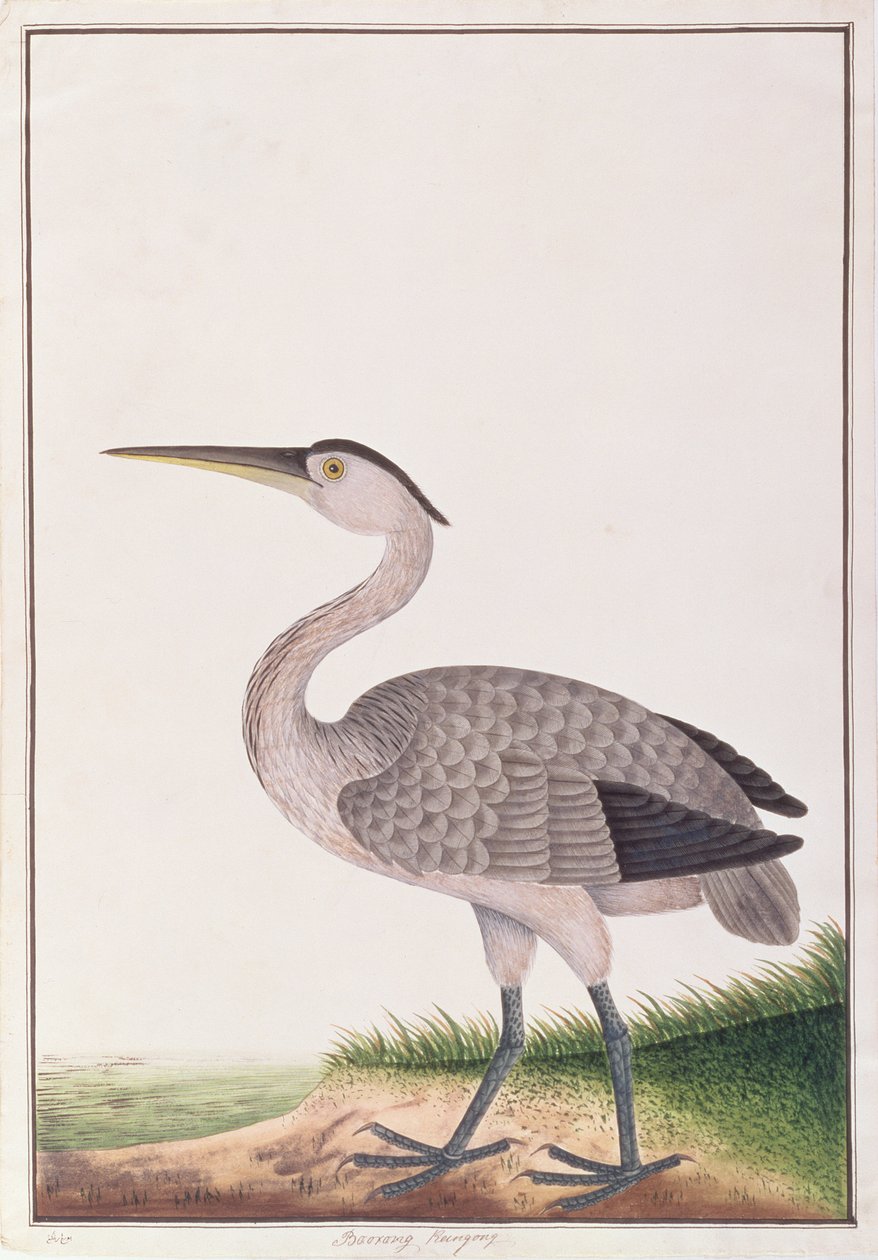 Grey Heron, fra Tegninger av fugler fra Malacca, ca. 1805-18 (wc på papir) av Chinese School