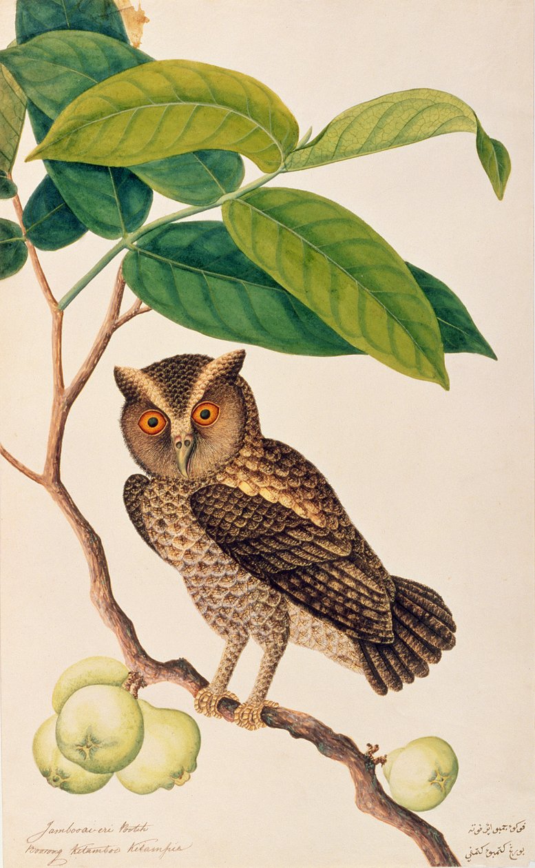 Jambooai-eri Pootih, Boorong Ketamboo Ketampin, fra Drawings of Birds from Malacca, ca. 1805-18 (wc på papir) av Chinese School