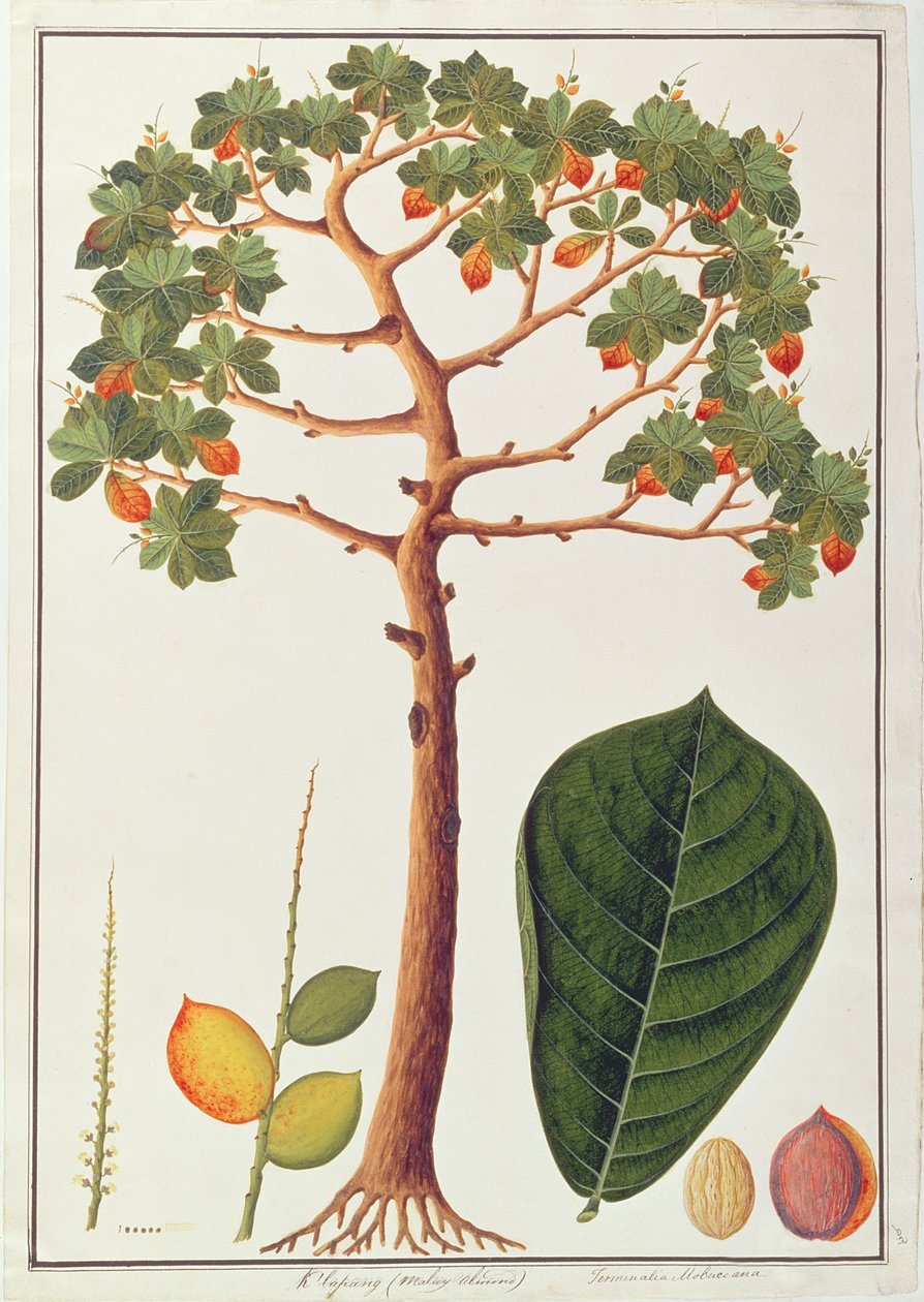 Klapang Terminalia Molucana eller malaysisk mandel, fra tegninger av planter fra Malacca, ca. 1805-18 (wc på papir) av Chinese School