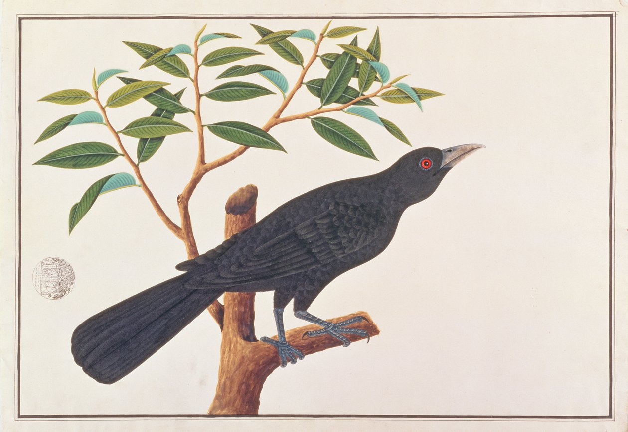 Koel, fra Drawings of Birds from Malacca, ca. 1805-18 (wc på papir) av Chinese School