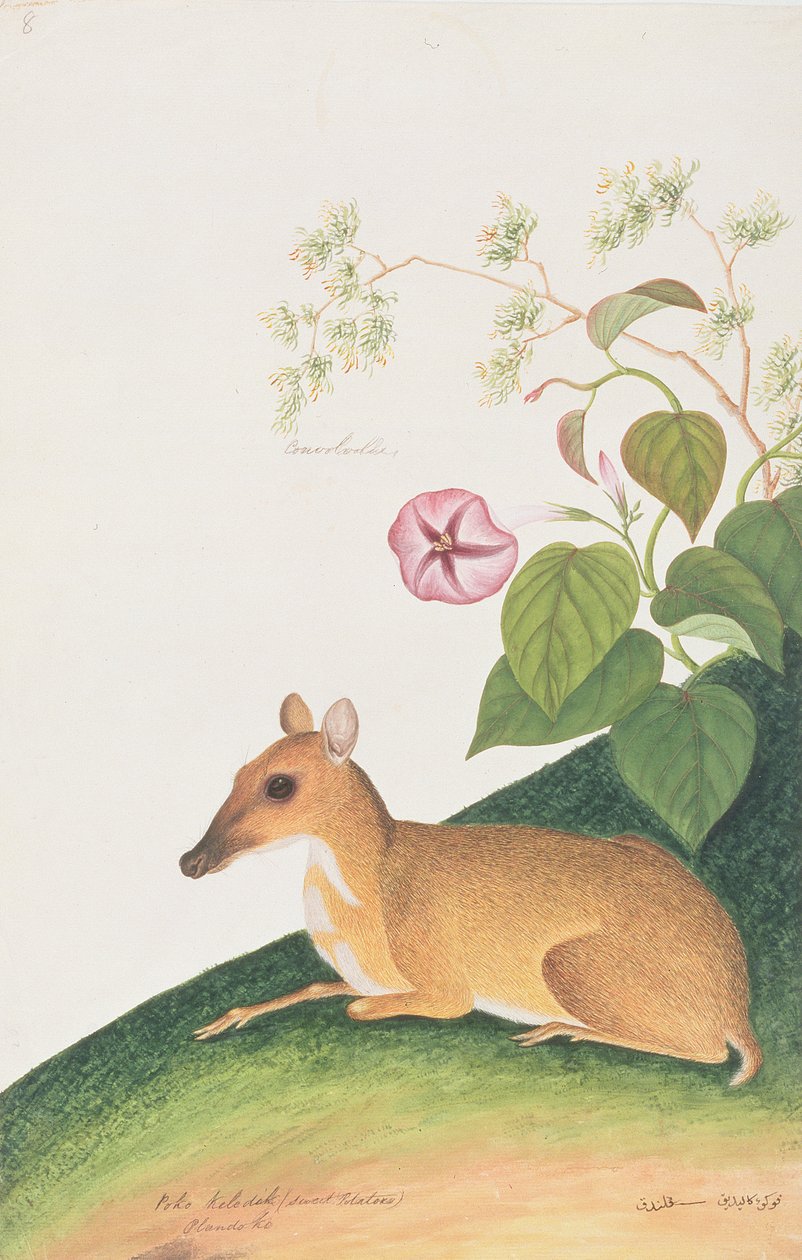 Lesser Mouseedeer, fra tegninger av dyr, insekter og reptiler fra Malacca, ca. 1805-18 (wc & gouache på papir) av Chinese School