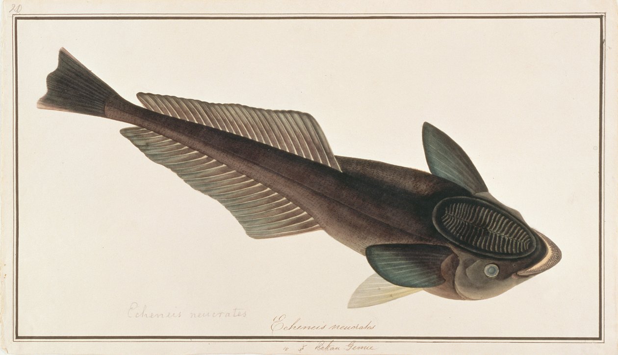 Levende Sharksucker, fra Drawings of Fishes from Malacca, ca. 1805-18 (wc på papir) av Chinese School