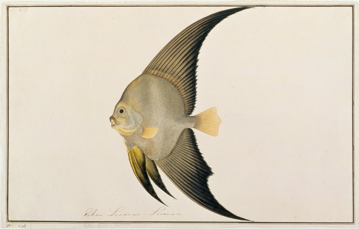 Langfinnet flaggermusfisk, fra tegninger av fisk fra Malacca, ca. 1805-18 (wc på papir) av Chinese School